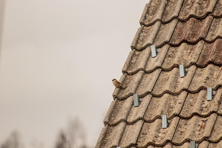 shingles replacement
